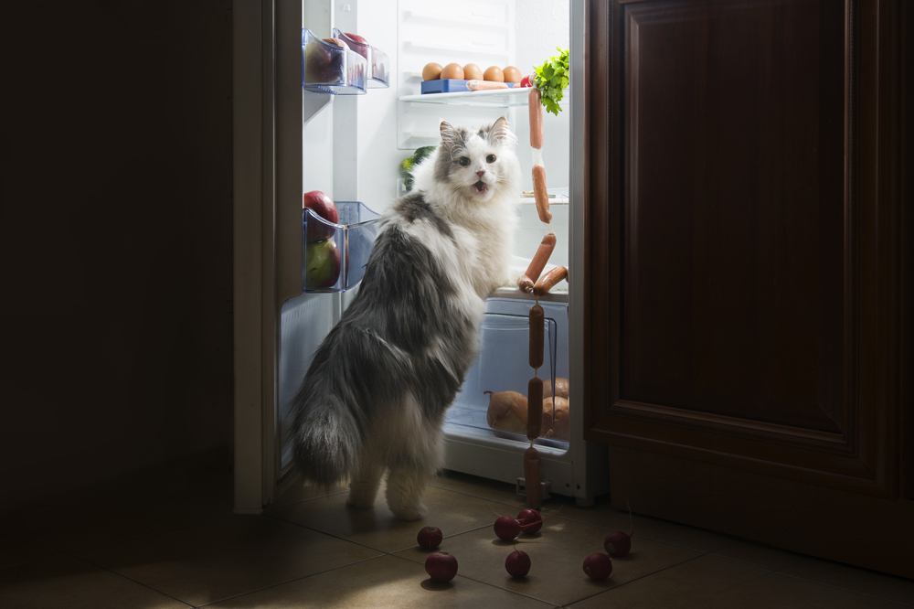 Welke voeding is slecht voor een kat?