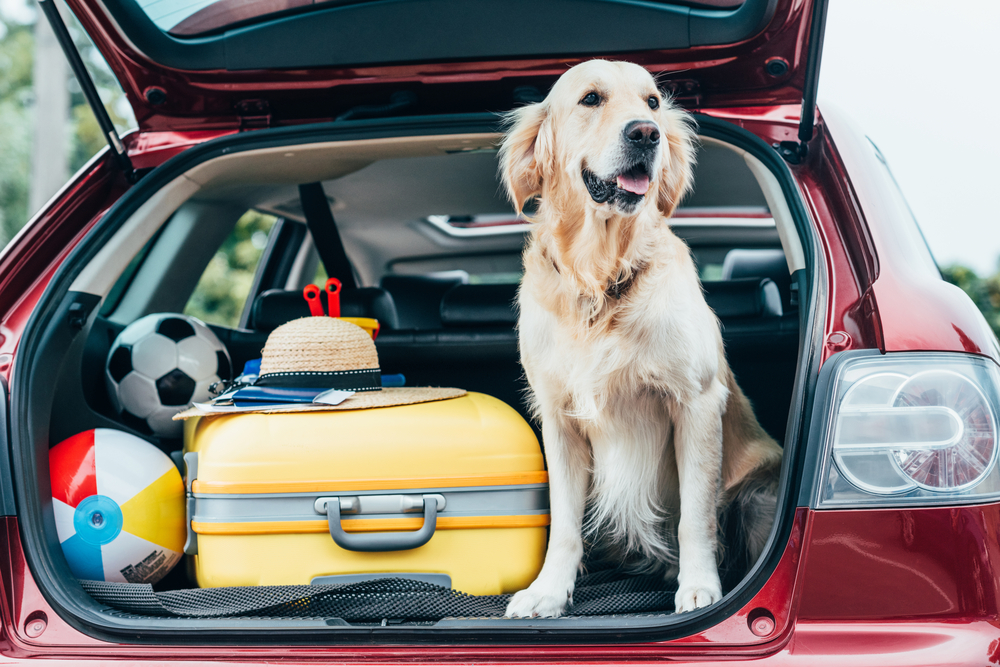 Op reis met je hond of kat: dit moet je weten