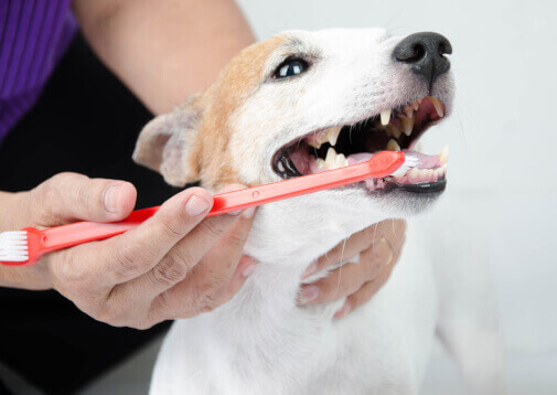 Alles over een gebitsbehandeling bij een hond of kat