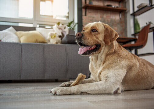 Is een hond verzekeren verplicht?